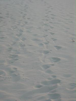 Zwei Spuren im Sand...auf Kuba!