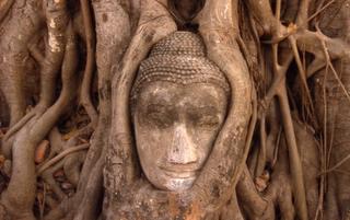 eingewachsener kopf einer zerstörten buddha statue