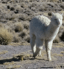 Nahaufnahme von Alpaca